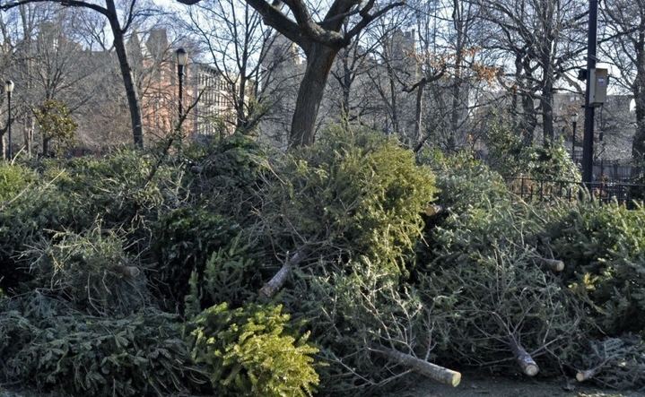 La Comunidad recuerda la prohibición de replantar en el monte los abetos navideños