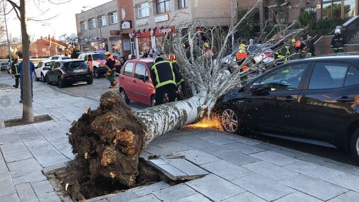 Imagen de un árbol que se cayó por el fuerte viento en la tarde ayer, domingo 19 de enero. Foto publicada por el 112 de la Comunidad de Madrid #BomberosCM